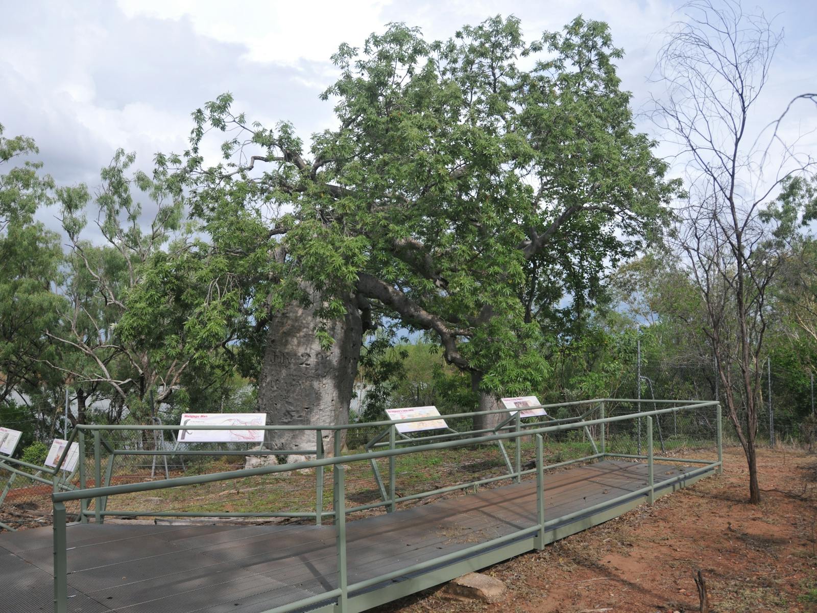 Gregory’s Tree, Timber Creek