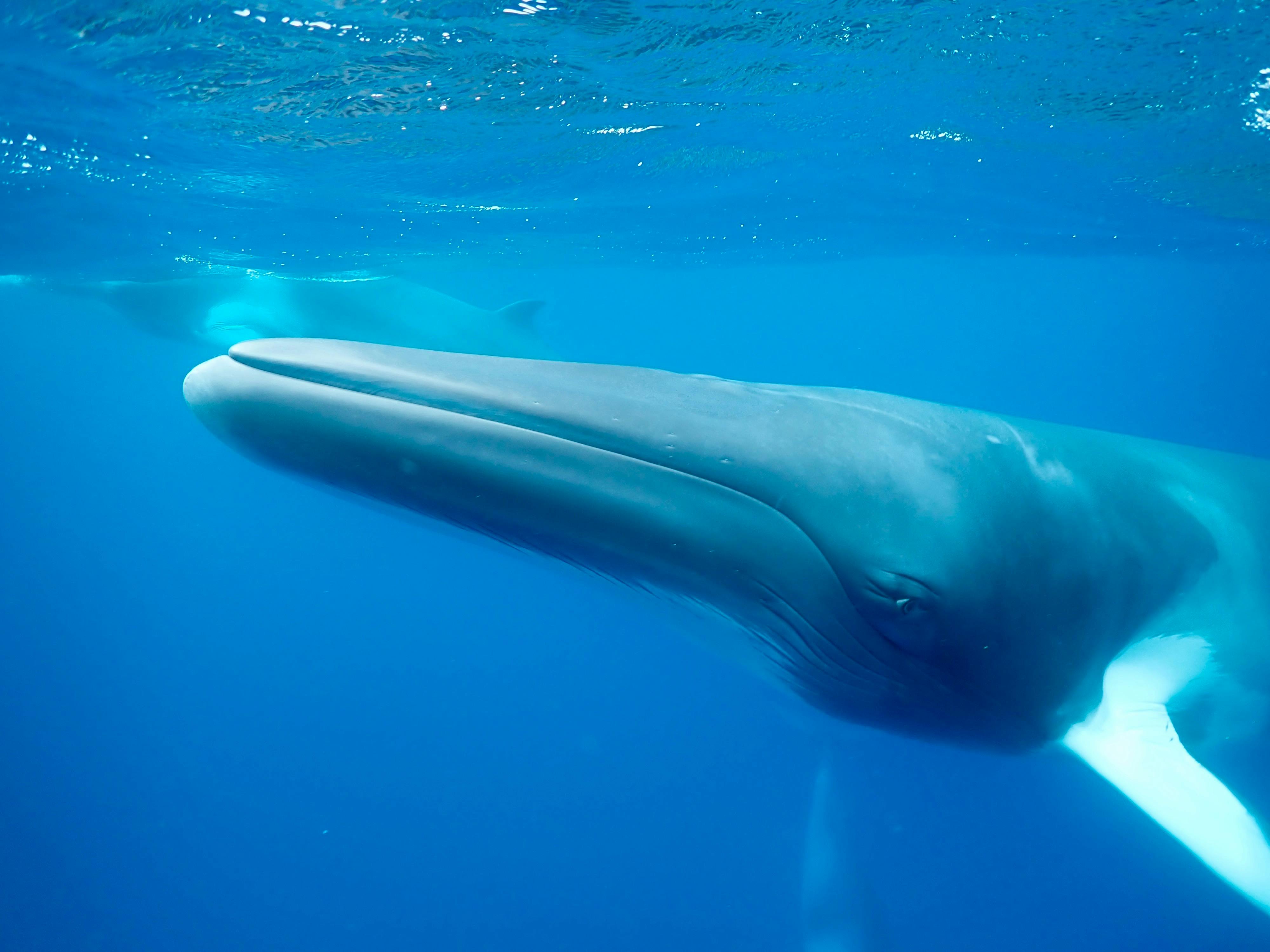 Up close and personal with a Dwarf Minke whale on one of our Minke whale trips