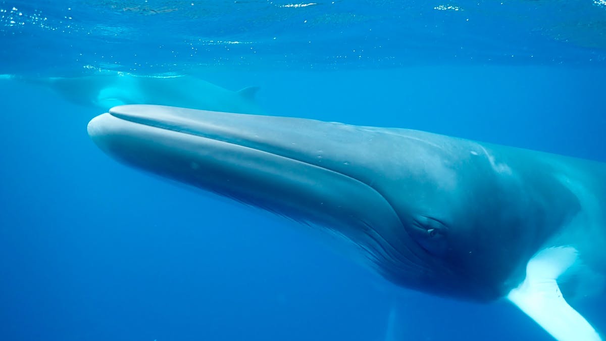 Up close and personal with a Dwarf Minke whale on one of our Minke whale trips