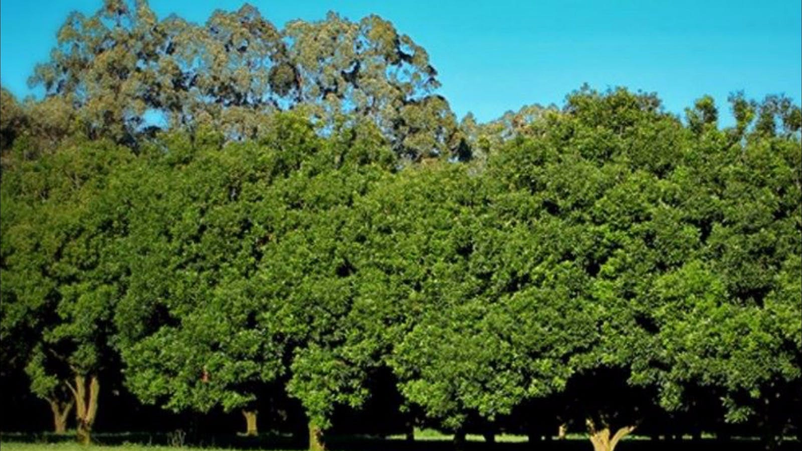 Medowie Macadamias