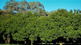 Medowie Macadamias