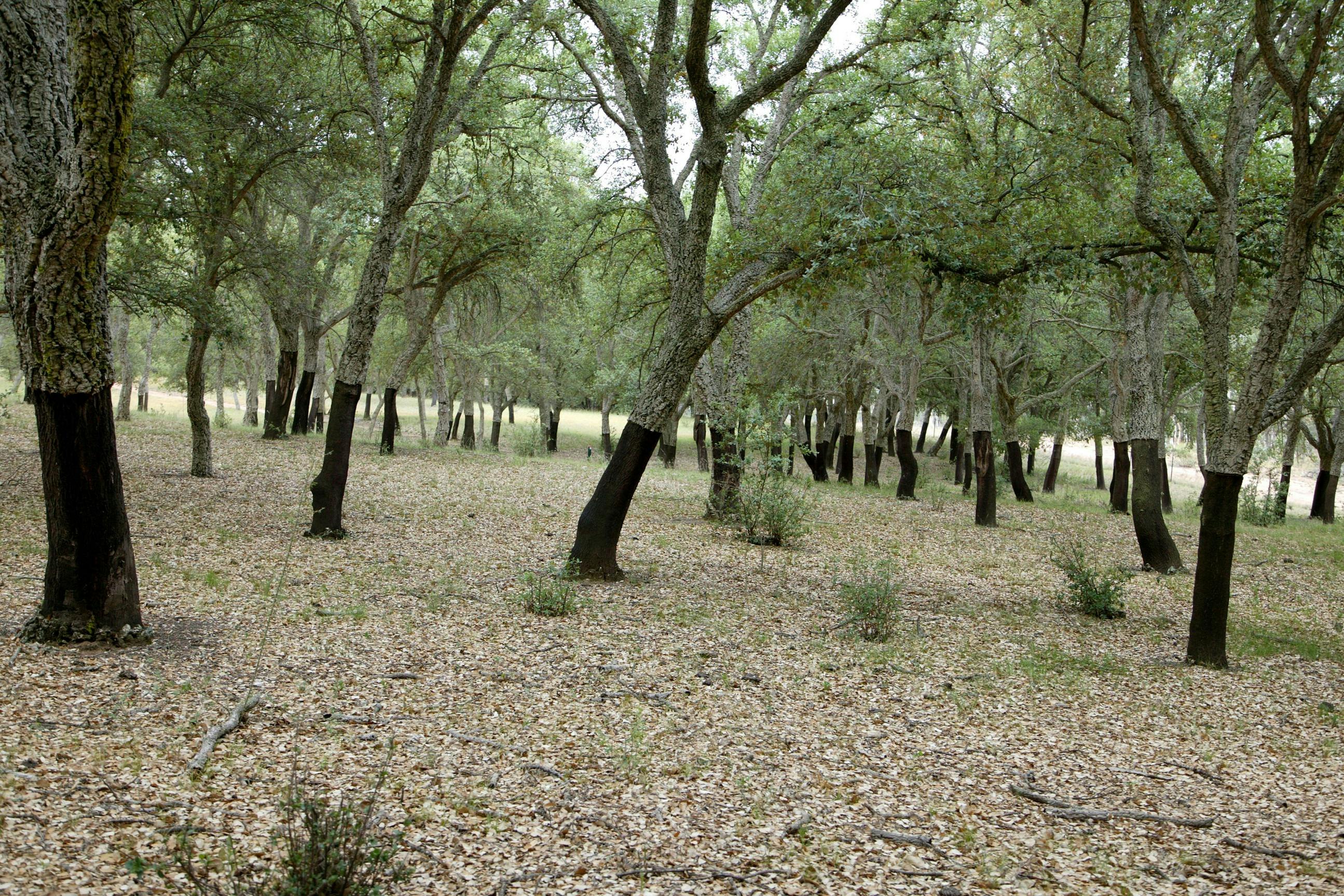 Looking through a forest of cork trees with black trunks and green leaves