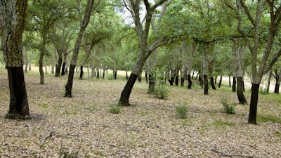 Looking through a forest of cork trees with black trunks and green leaves
