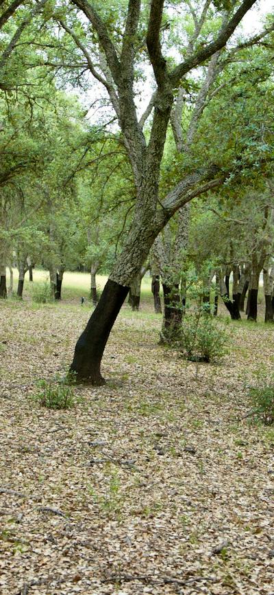 Looking through a forest of cork trees with black trunks and green leaves