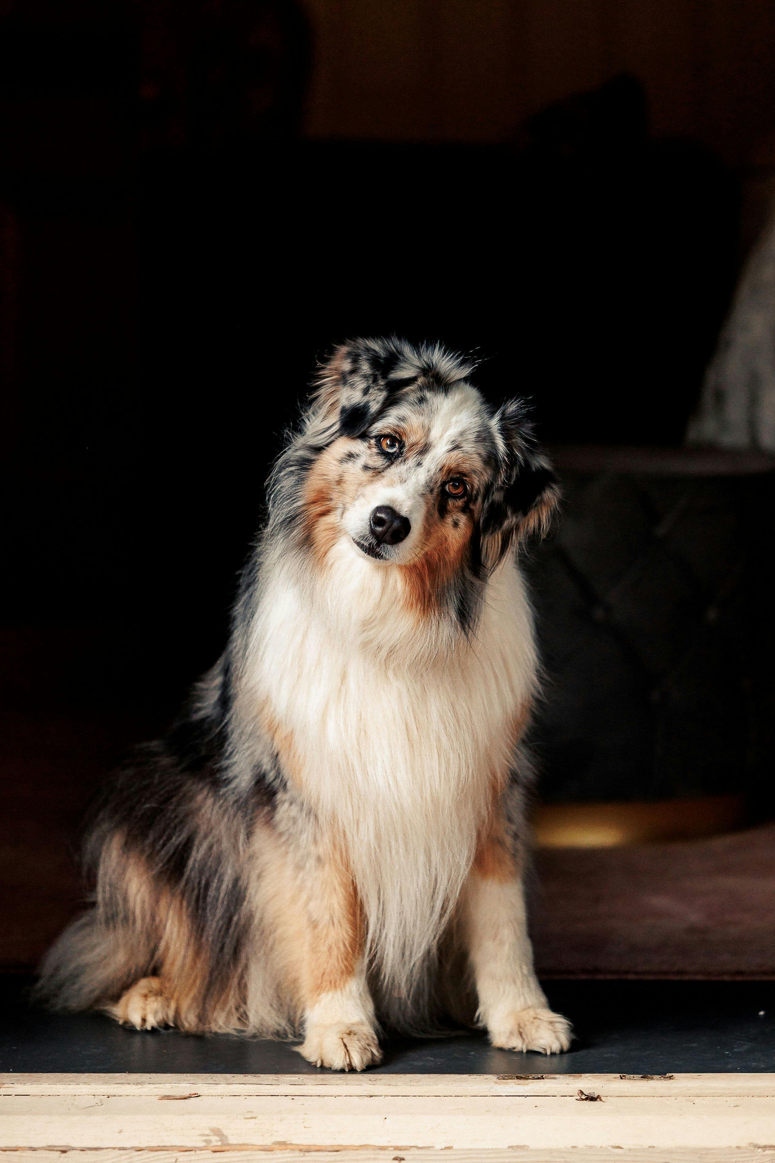 You can stay in a king suite with your small dog, an additional fee of $30 per stay