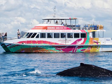 Amaroo and just one of our many friendly Hervey Bay Whales Amaroo and just one of our many friendly Hervey Bay Whales