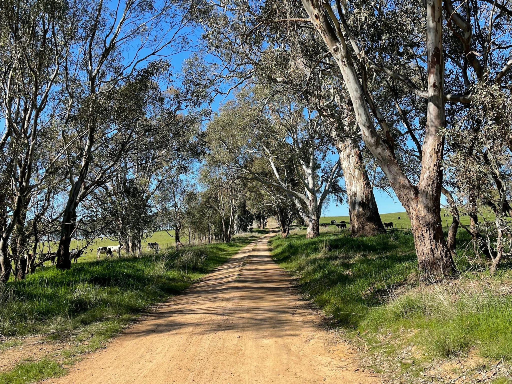 Gravel Road, grass, gum trees, farmland with cattle in the distance