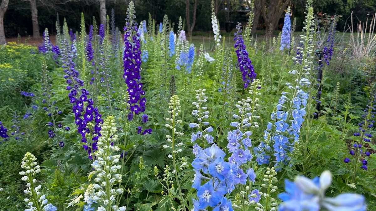 Foxglove flowers