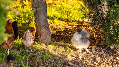Visit the chickens and collect farm fresh eggs