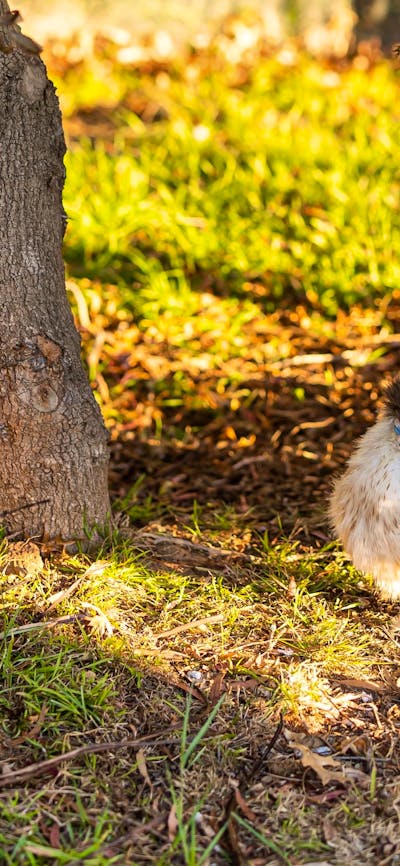 Visit the chickens and collect farm fresh eggs