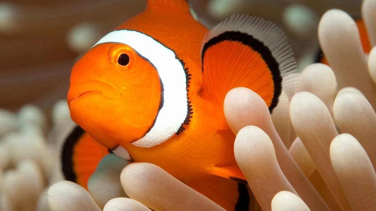 Clownfish