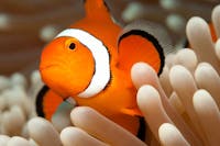 Clownfish