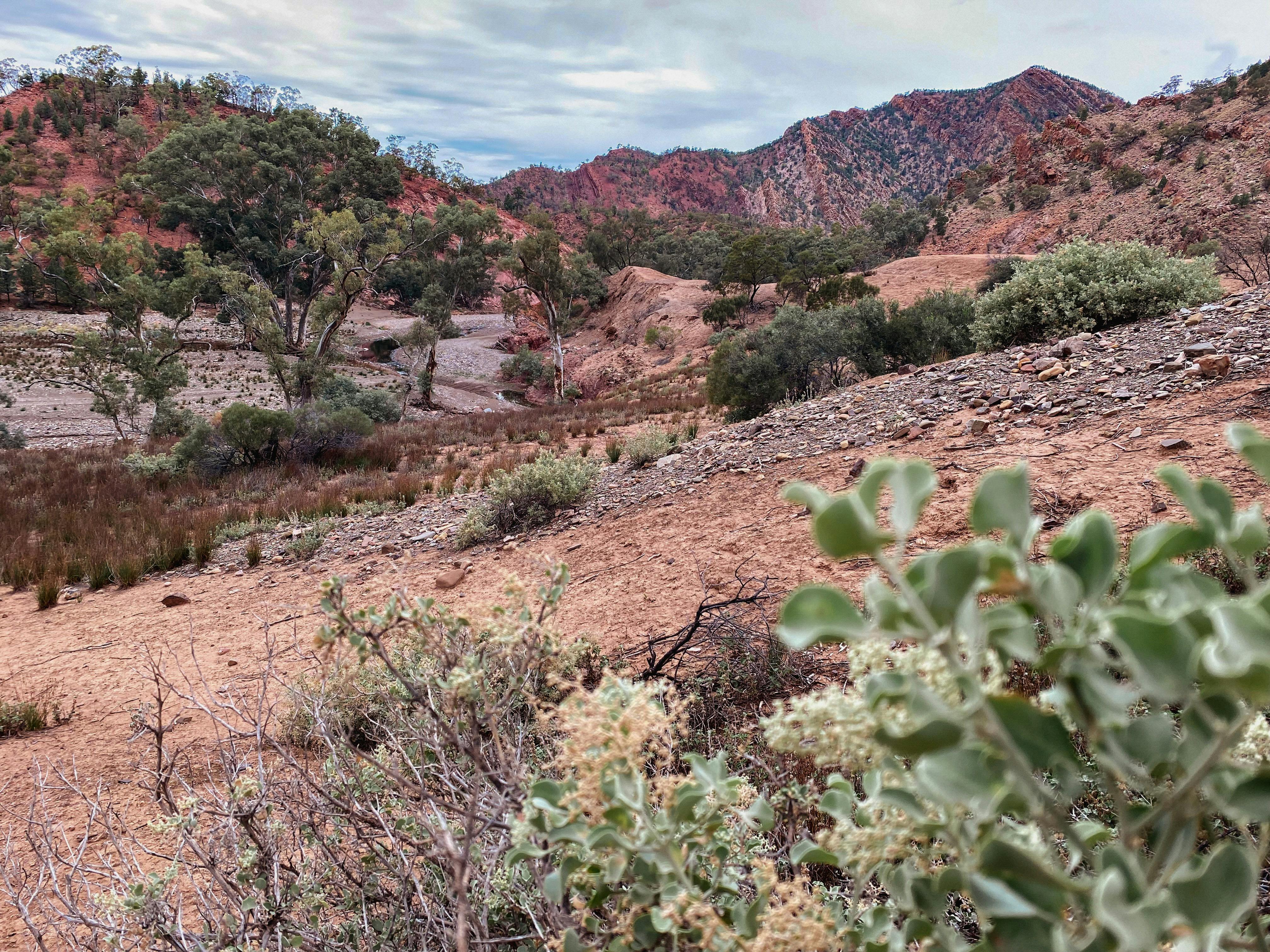 The colours of Brachina Gorge