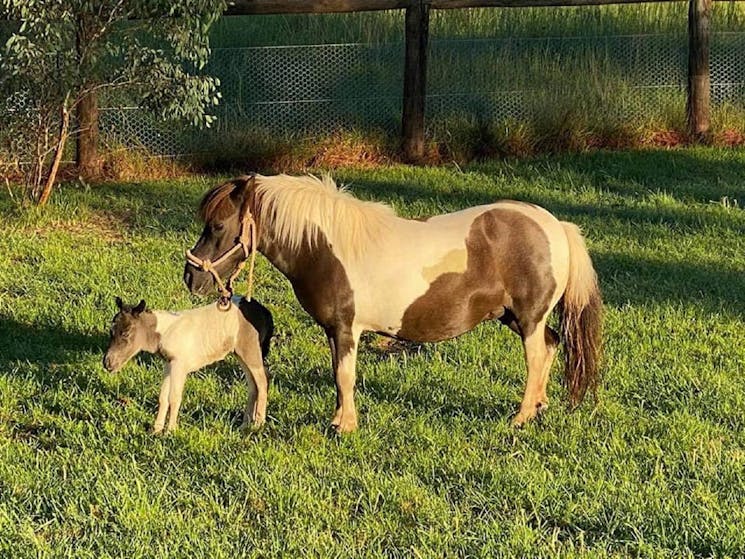 Resident Pony - Snuggle Pots and her new foal