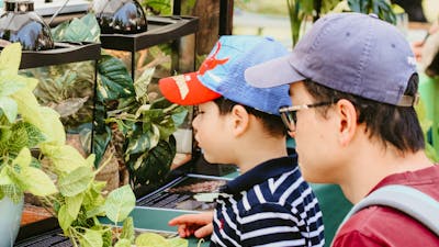 An image of a child and their carer looking at a snake display at the markets.