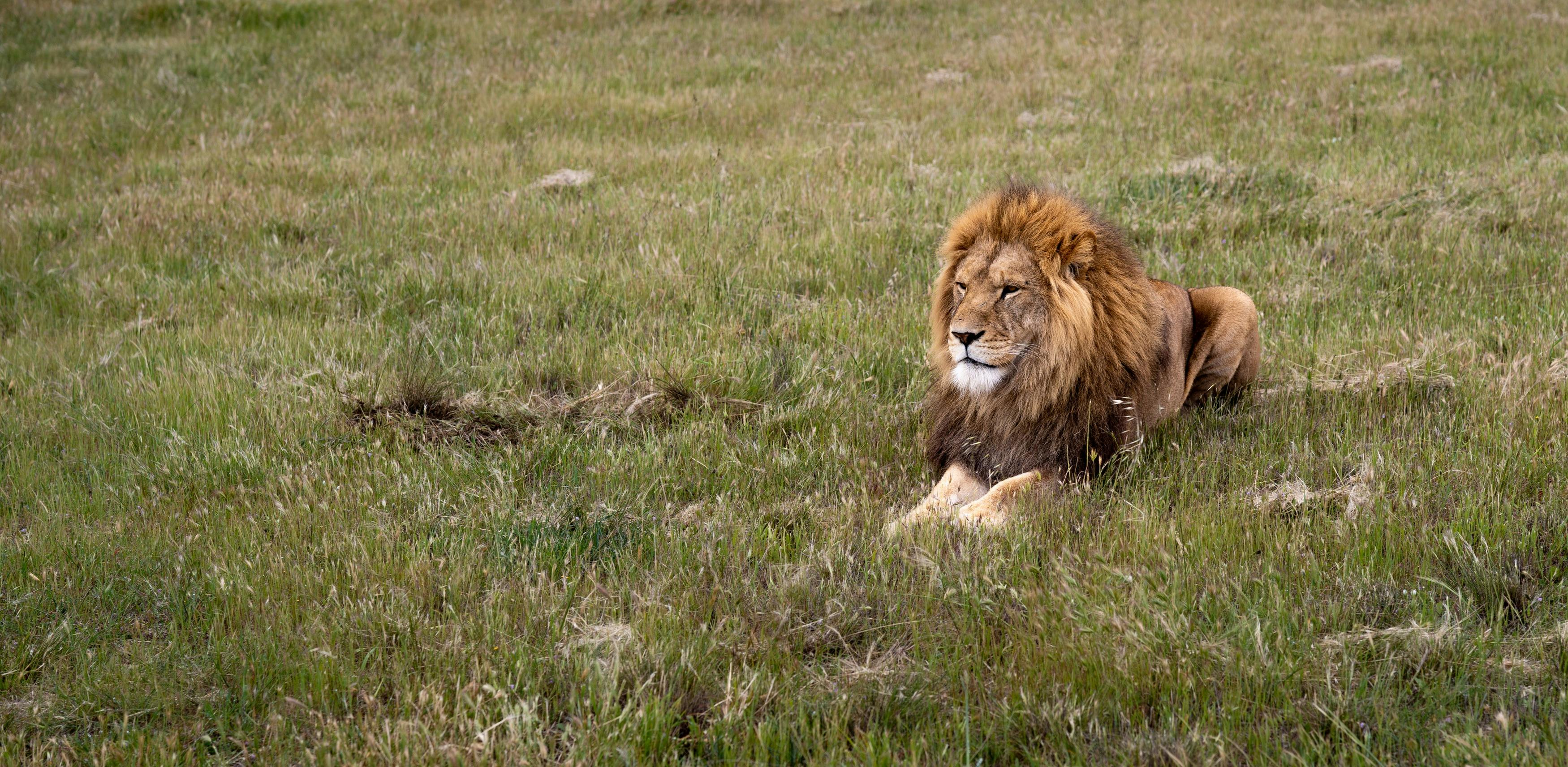 Lions 360