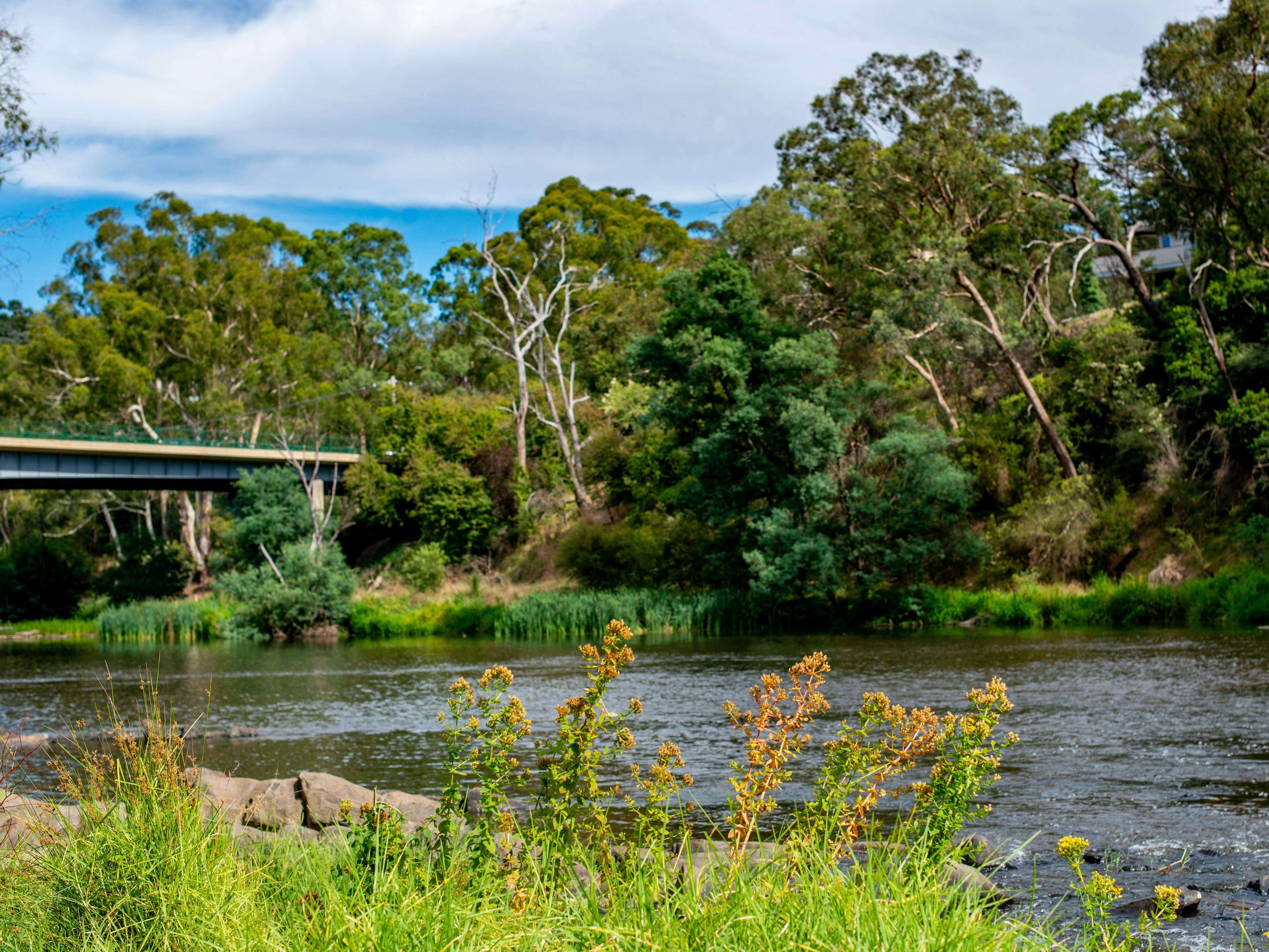 Yarra River from Warrandyte River Reserve