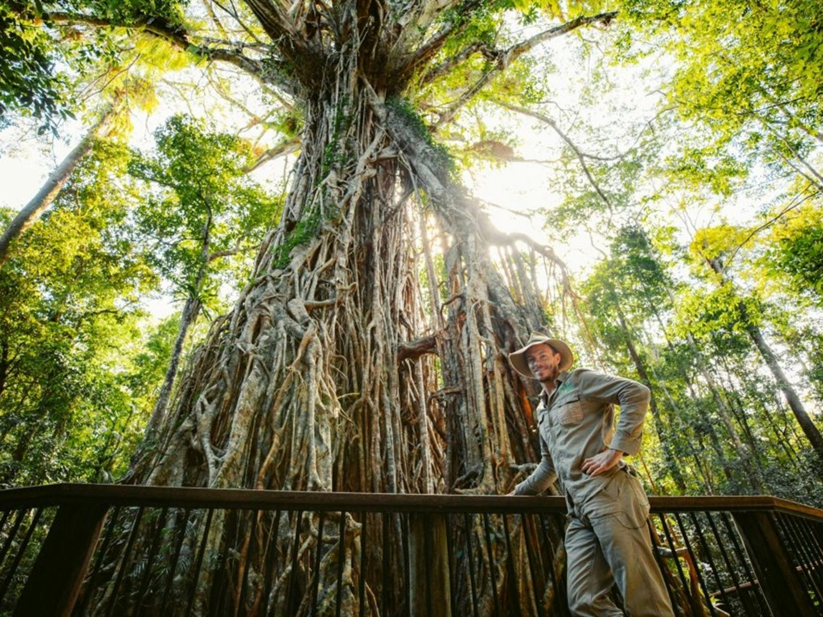 fig tree fig tree