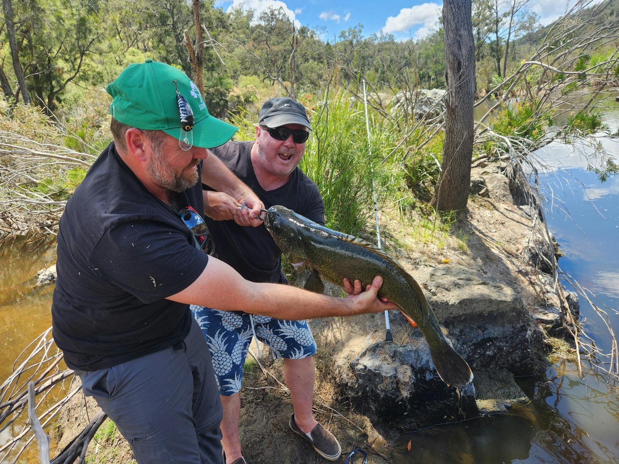 Murray Cod