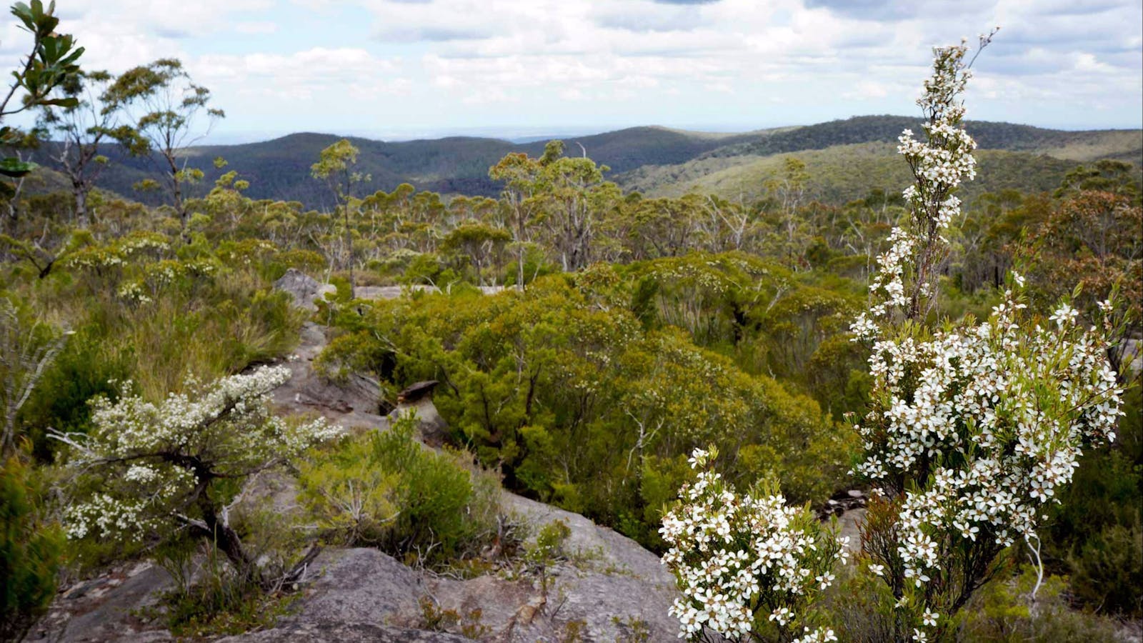 Murphys Trail, Wentworth Falls to Woodford