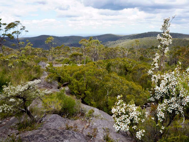 Murphy's Fire Trail - Wentworth Falls to Woodford, Blue Mountains National Park. Photo: Steve Alton