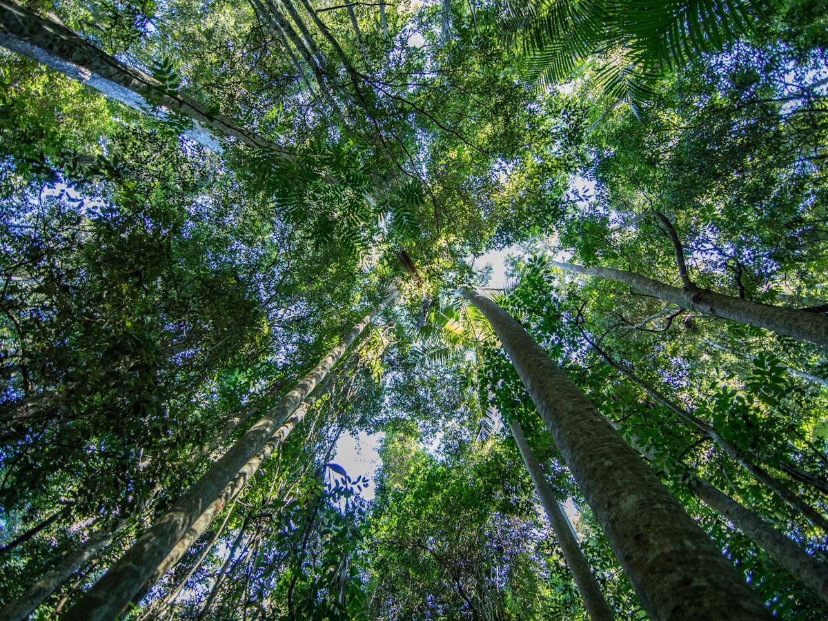 Looking up through the canopy of the trees along the Thylogale Track, Mount Nebo