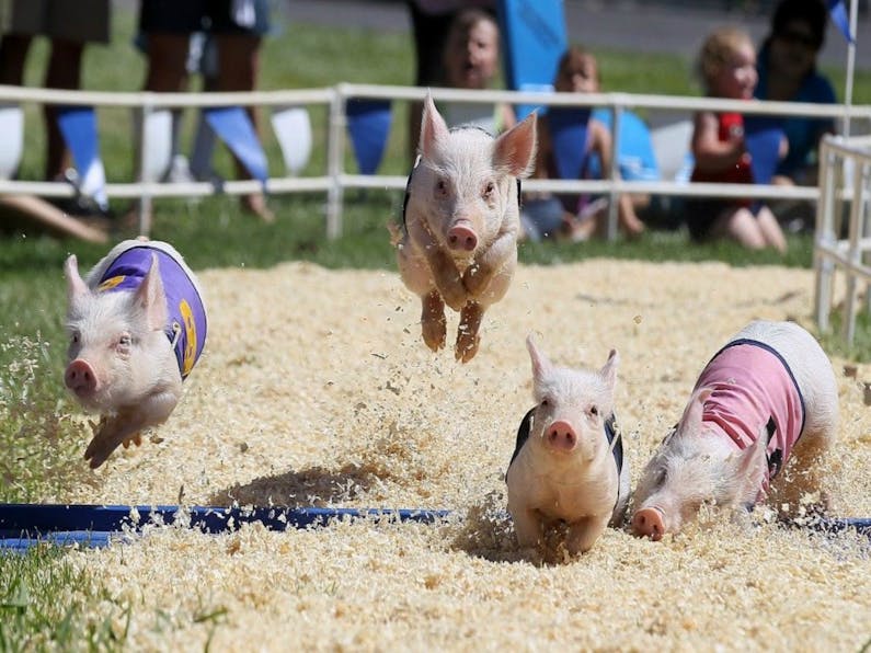Image of the event 'Erringhi Hotel Pig Races'