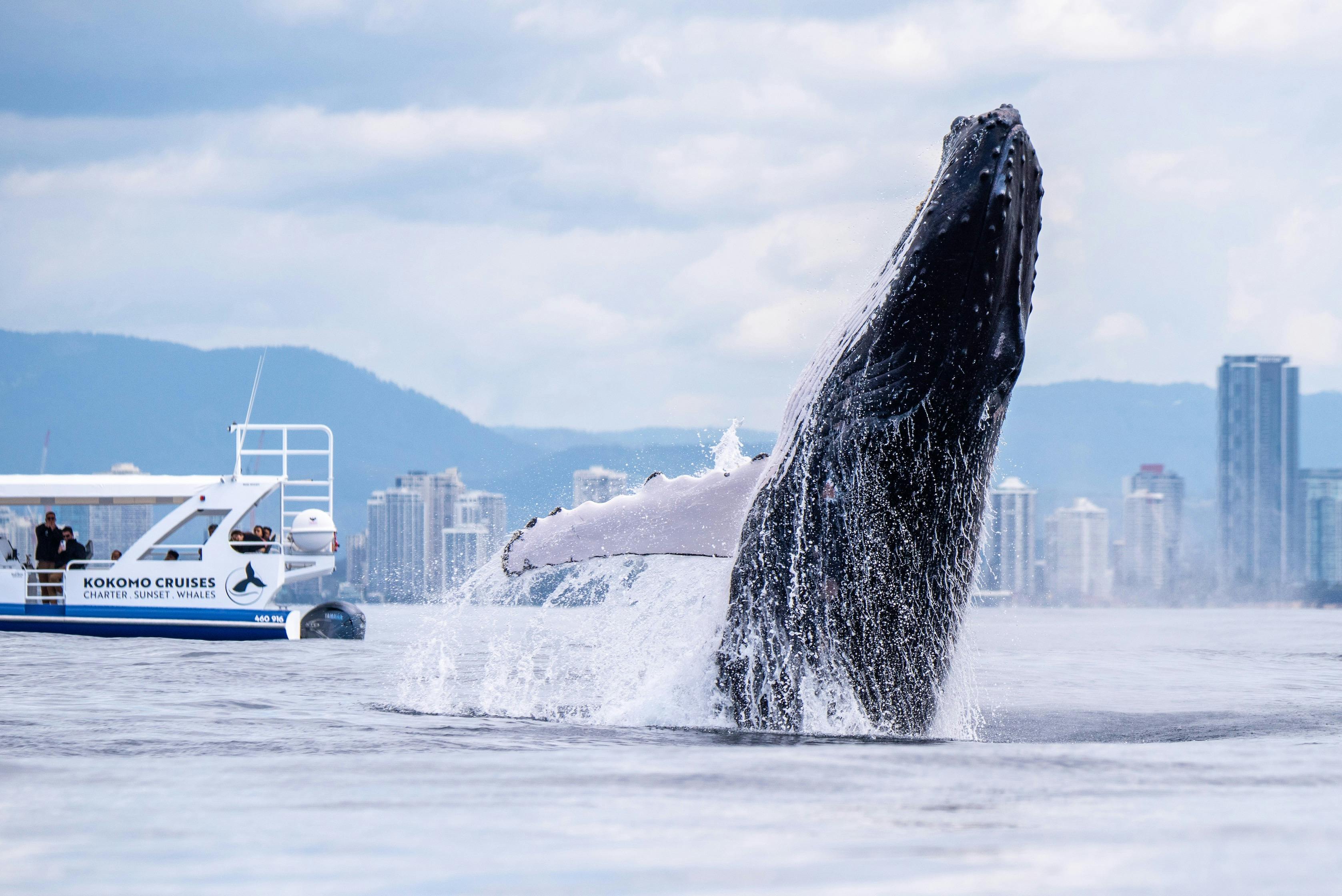 Watch these Whales put on spectacular displays
