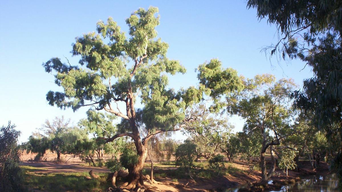Cheepie | Destination-information | Queensland