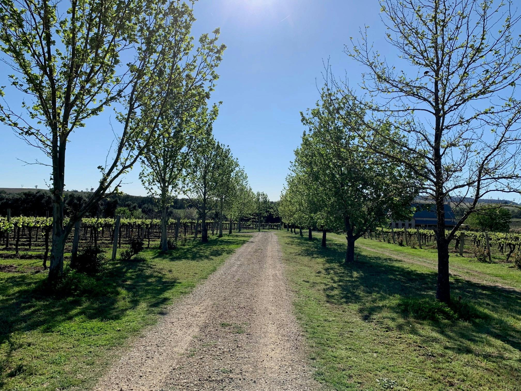 Monardo Estate Vineyard