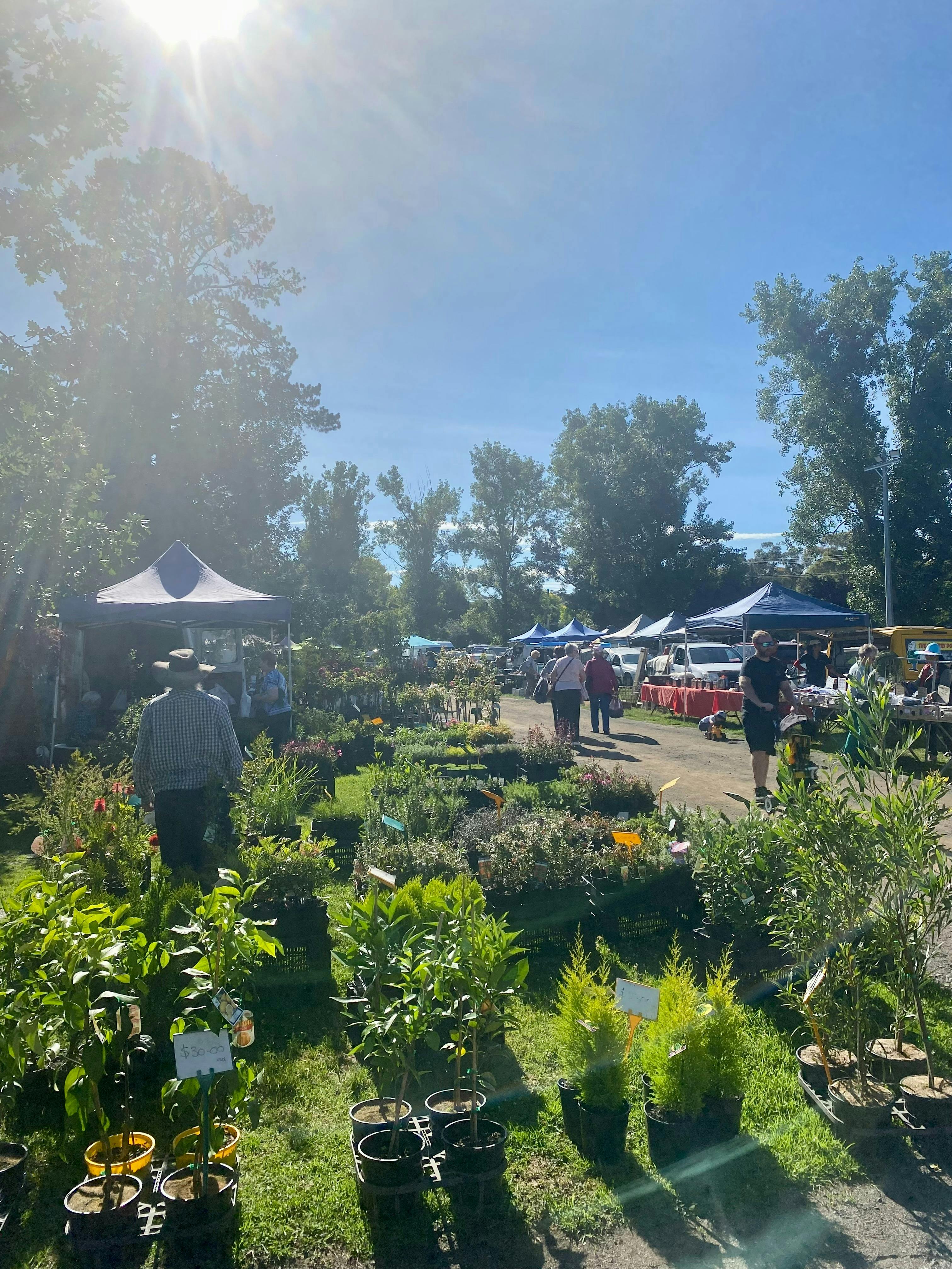 market day