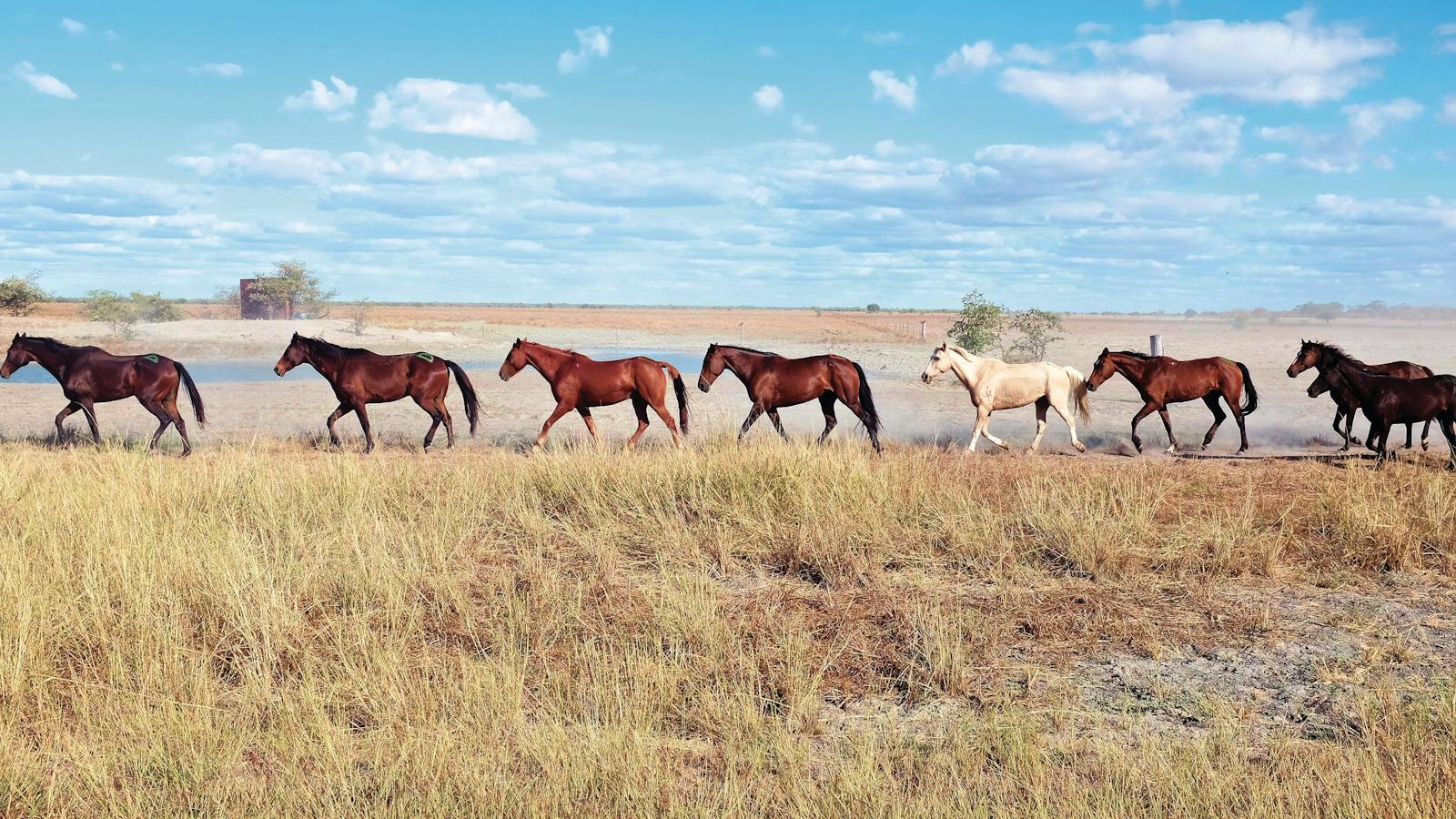 Wild horses of Karumba