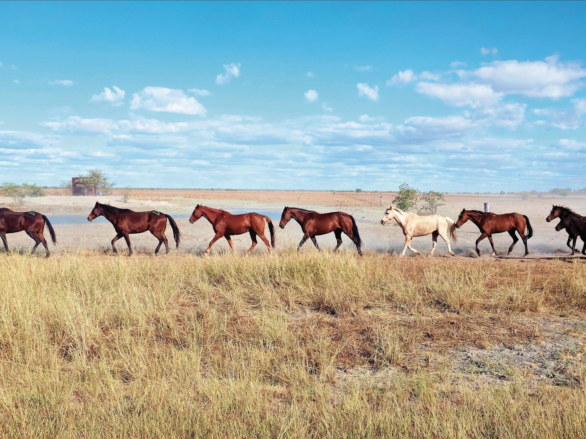 Wild horses of Karumba