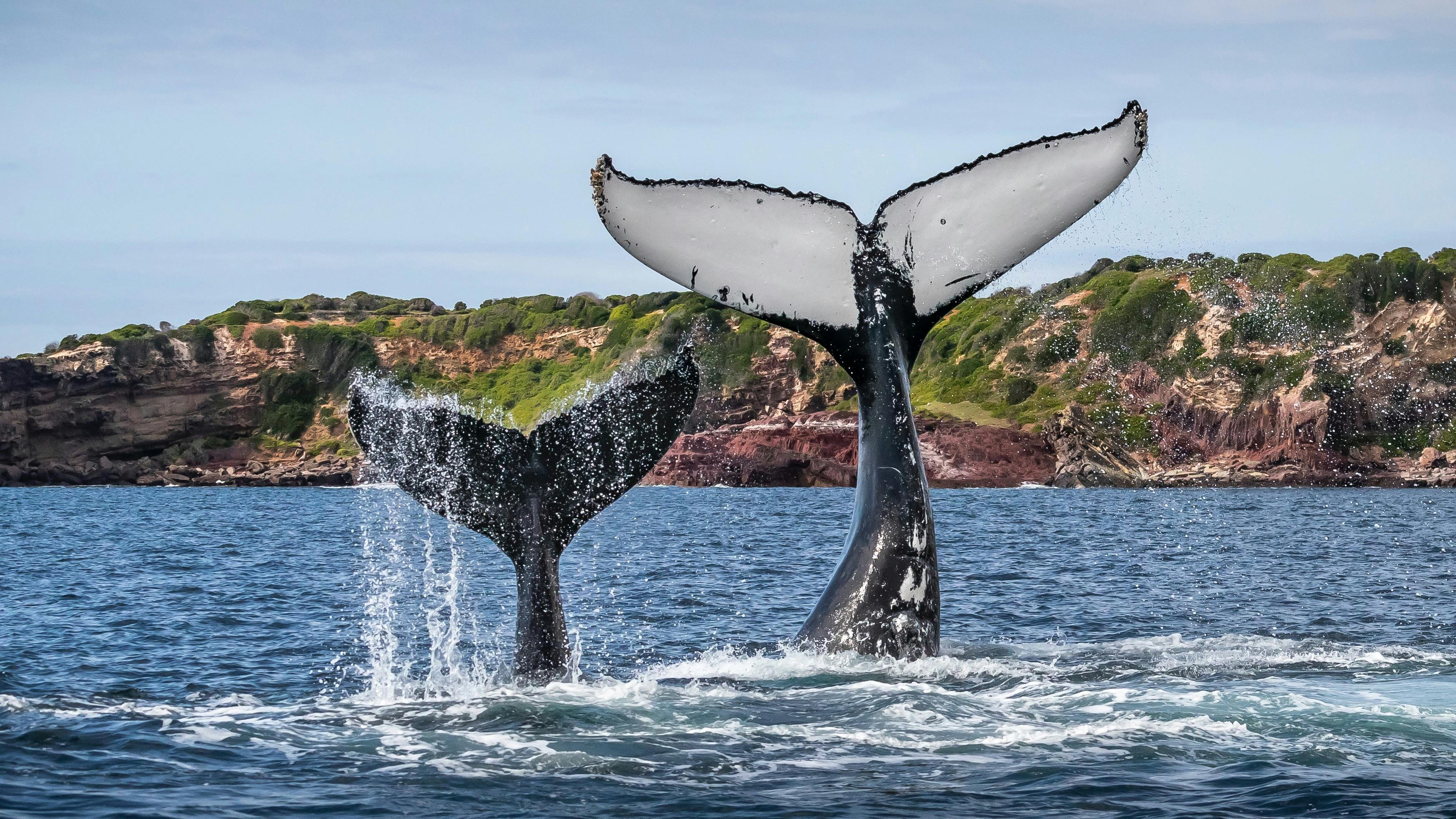 2 小時梅林布拉鯨魚探險