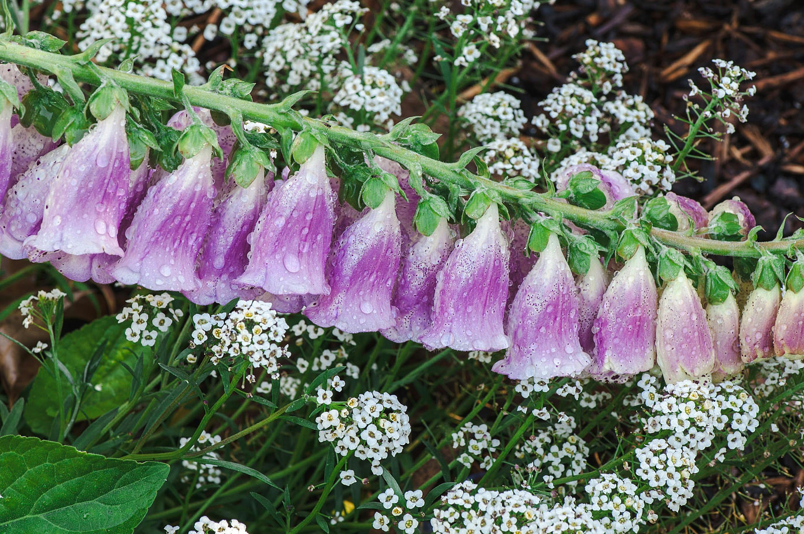 Flowers at Calthorpes House
