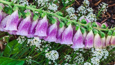 Flowers at Calthorpes House