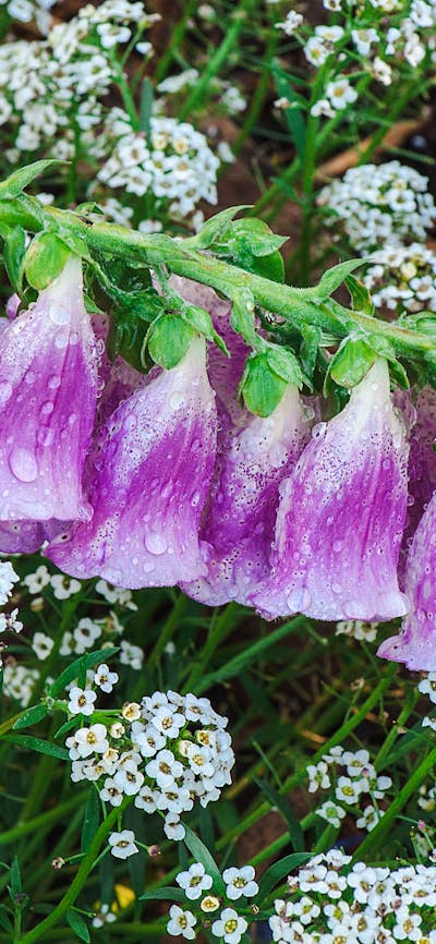 Flowers at Calthorpes House
