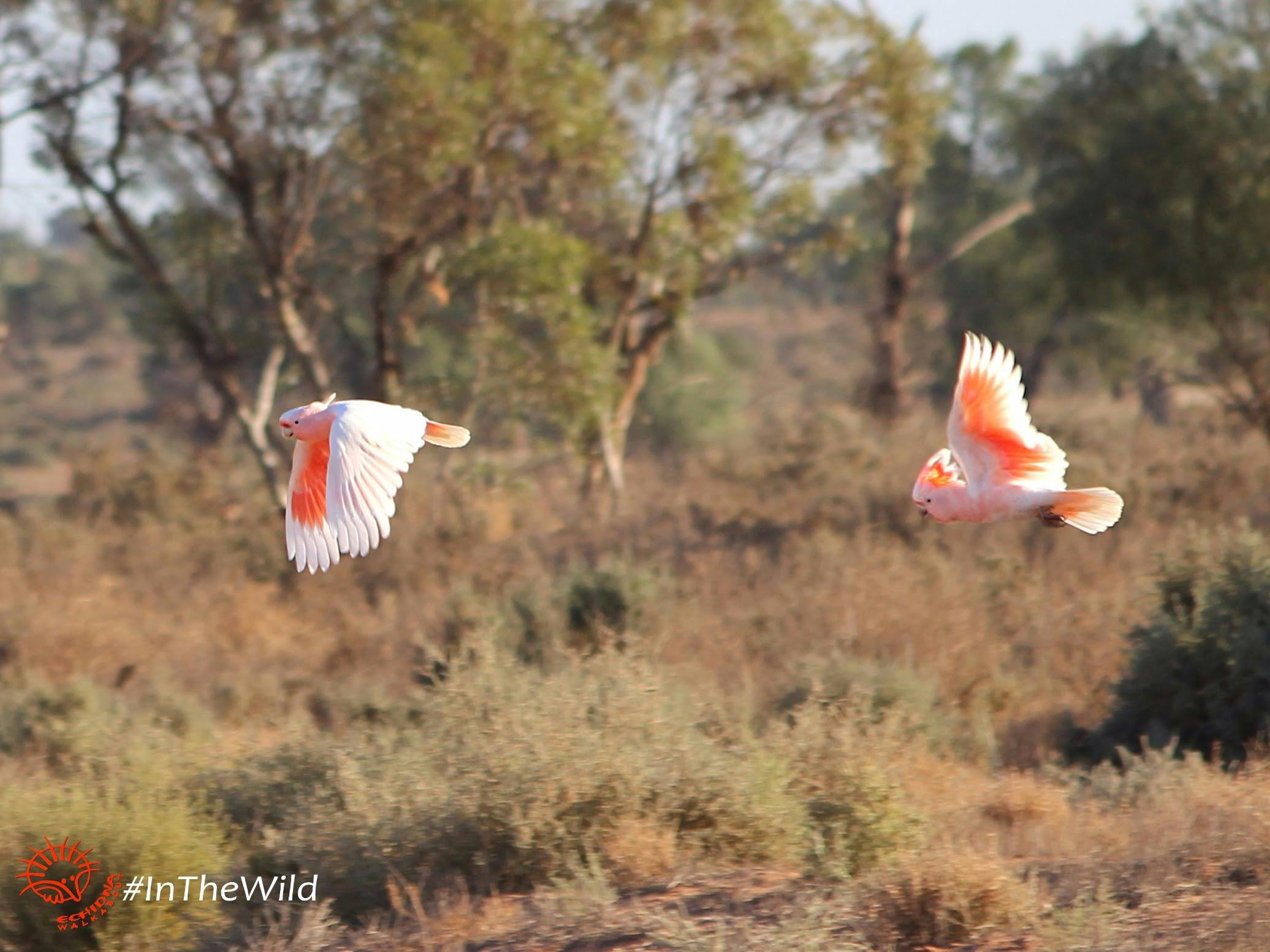 Major Mitchell cockatoos
