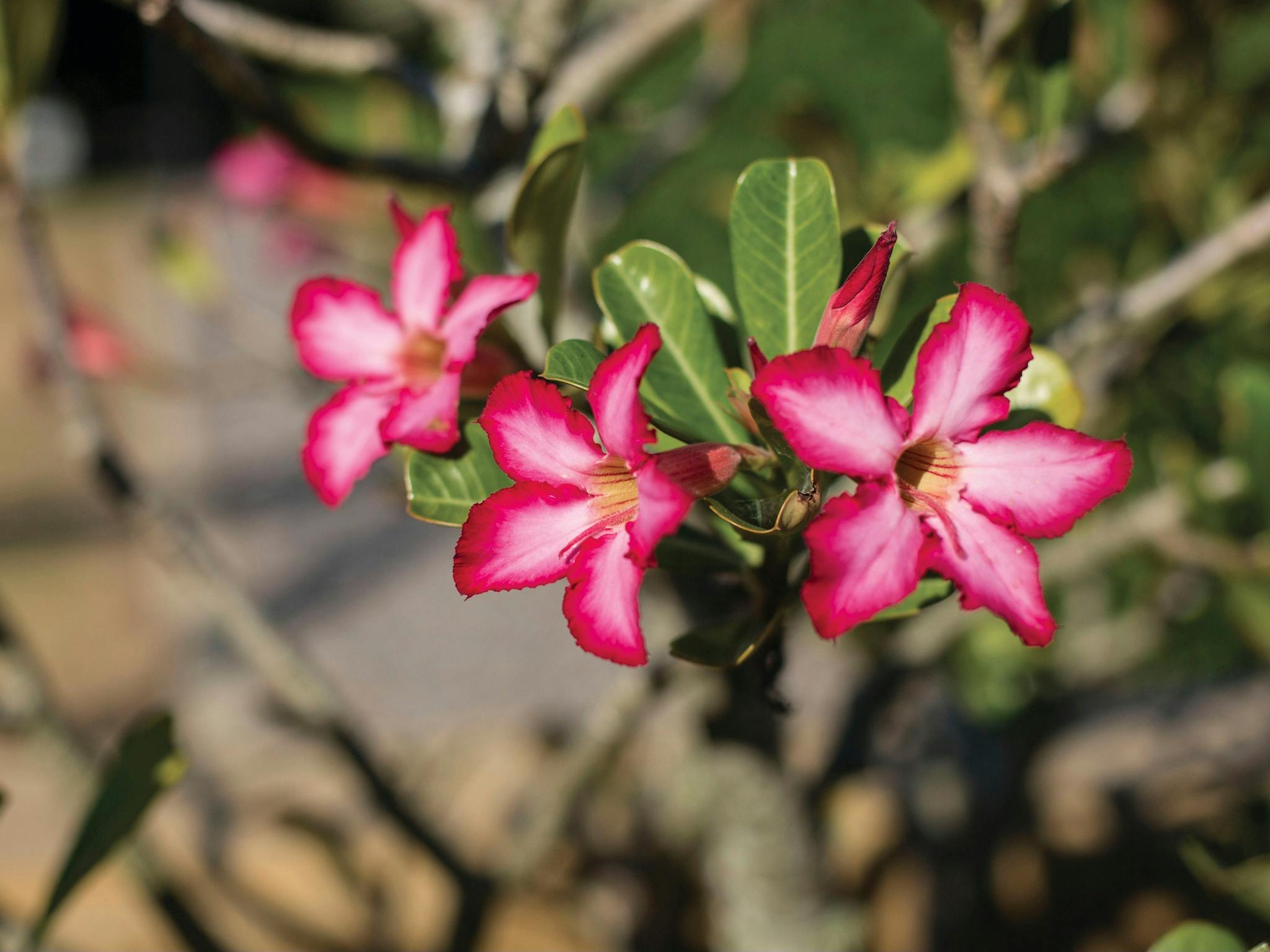Mackay Regional Botanic Gardens BIG4 Mackay Marine Tourist Park