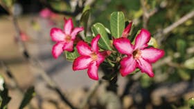 Mackay Regional Botanic Gardens