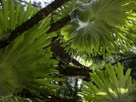 Mt Matheson Loop