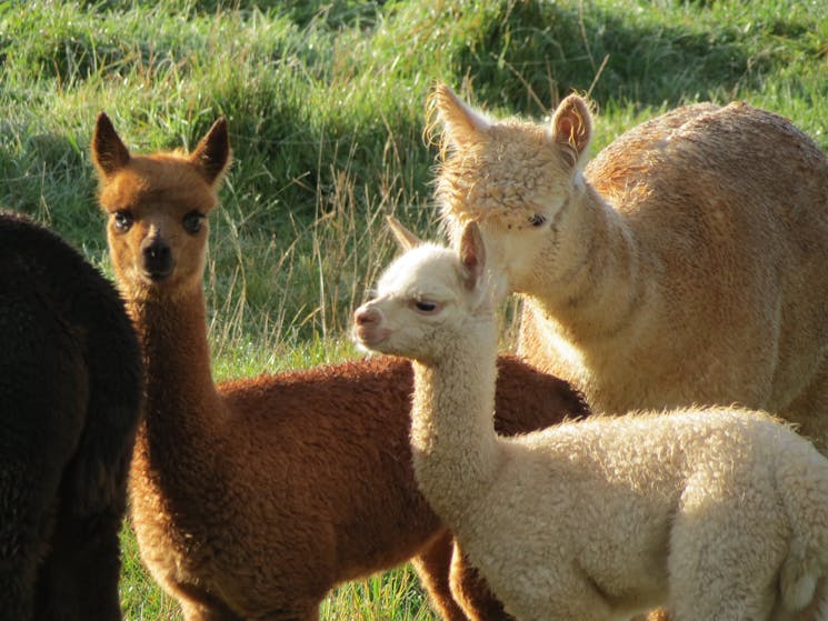 Young alpaca