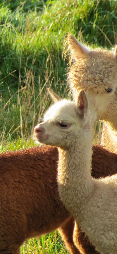Young alpaca