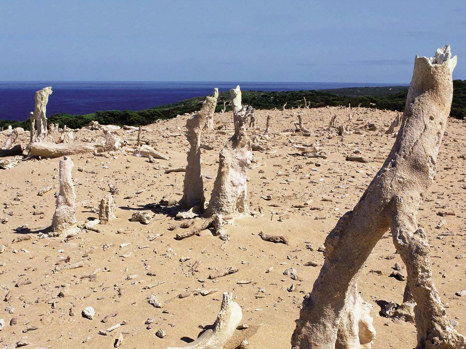 Limestone features of Calcified Forest