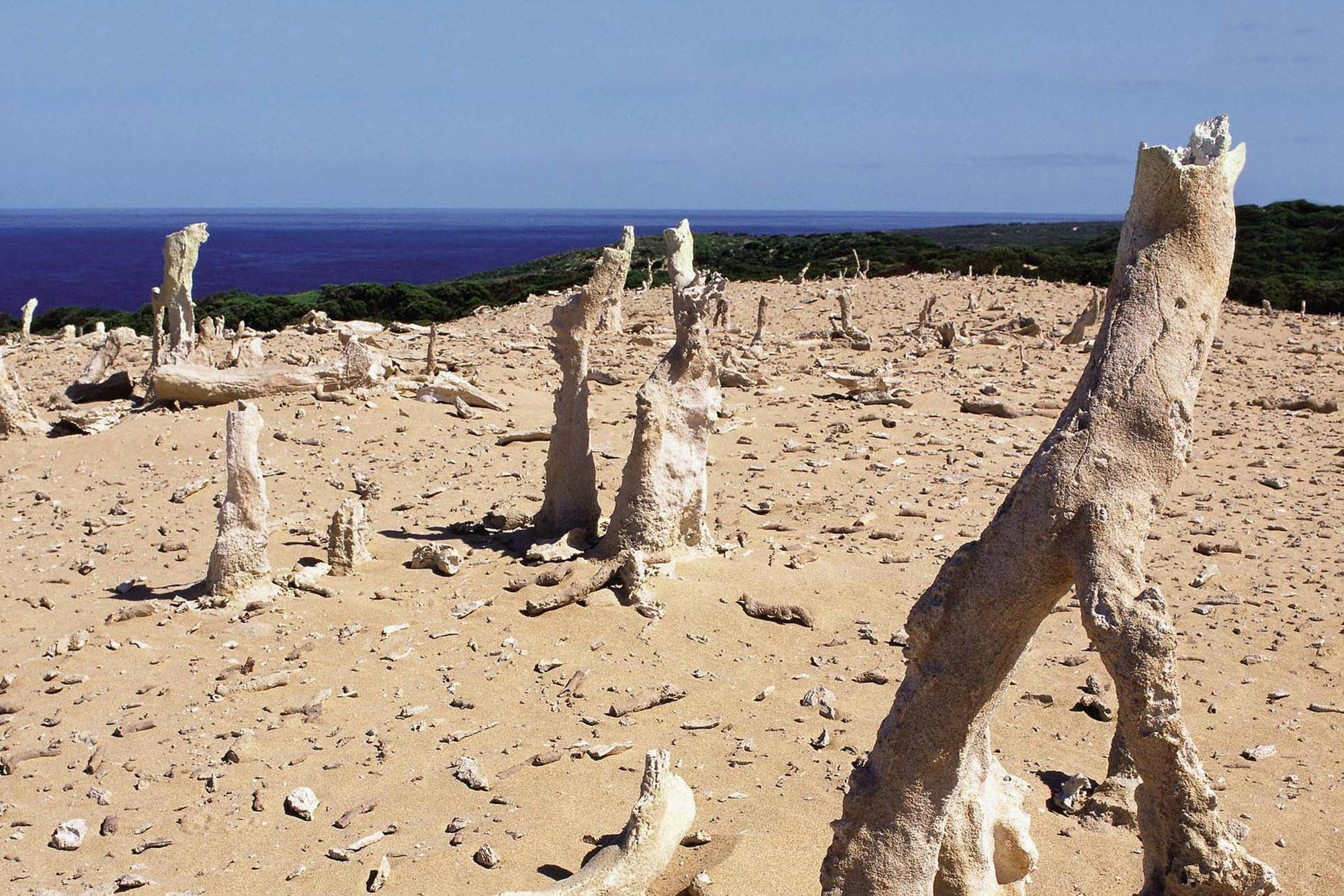 Calcified Forest (King Island) – Great Short Walk