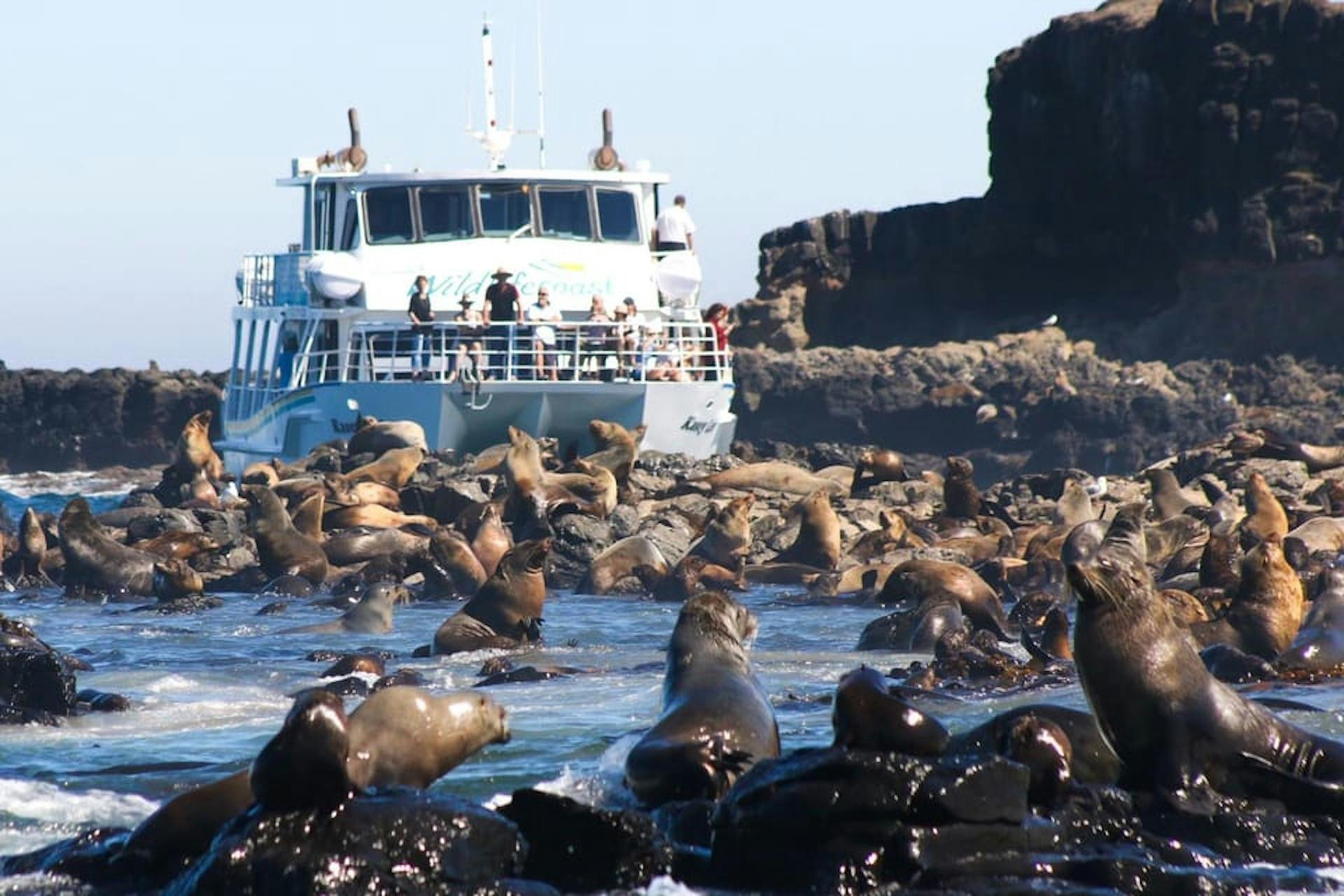 Phillip Island Wildlife Cruise and Penguins Tour