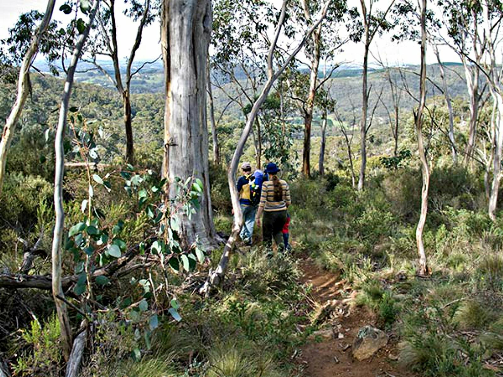 Summits Walking Track