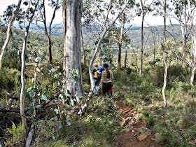 Summits Walking Track