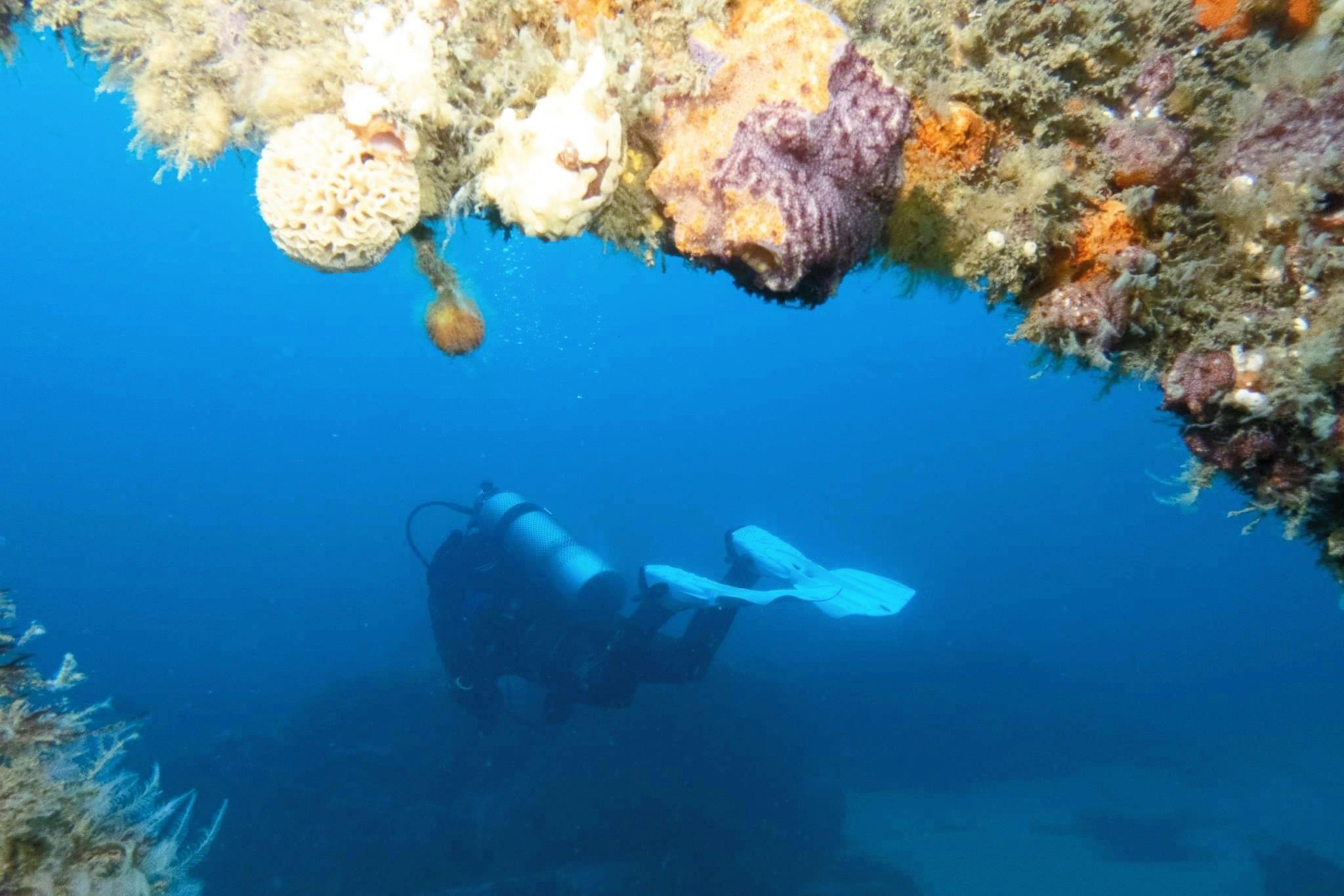 A scuba diver swims beside a colourful sponge‑covered rock wall underwater.