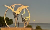 Stunning Brolga Art Work